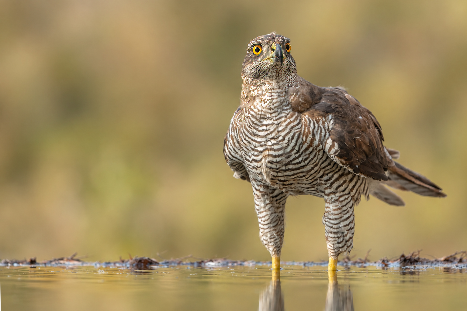 Hide El Montico – Azor, aguilucho lagunero, busardo ratonero y aves forestales